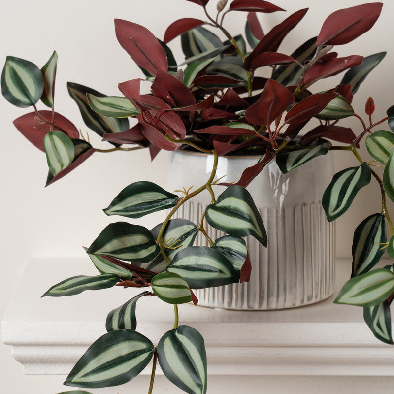 Artificial Violet Trailing Wandering Dude